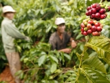 Thị trường cà phê thế giới và Việt Nam trầm lắng