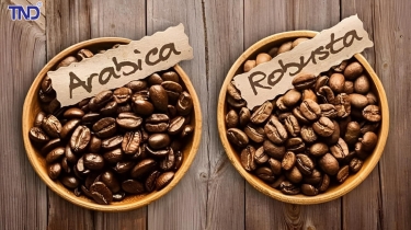 So sánh Arabica và Robusta – Lựa chọn nào ngon hơn?